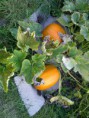 /album/from-the-allotment-to-plate/east-hertfordshire-20110811-00026-jpg/